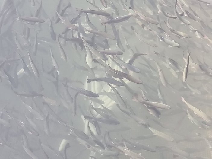 Antalya'da alabalık üretim tesisinde binlerce balık öldü