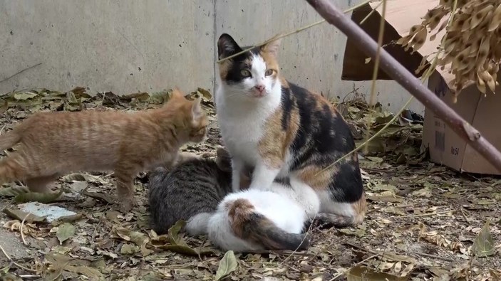 Amasya’da yurttan çarşafla çıkarılan kedileri, belediye sahiplendi