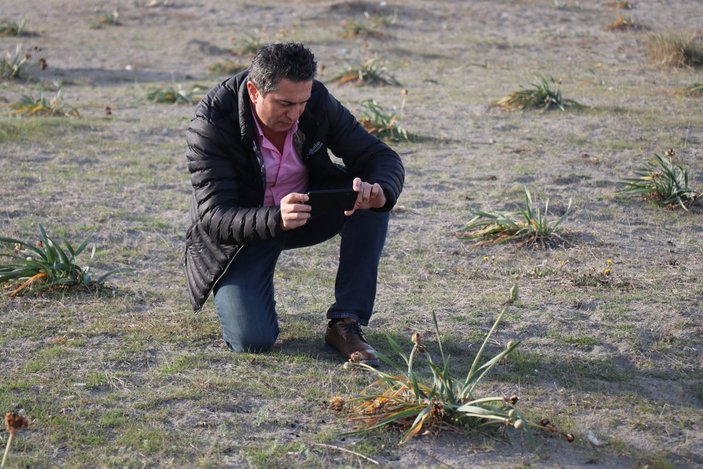 Sakarya'da yetişen Kum Zambağının koparılma cezası 80 bin lira