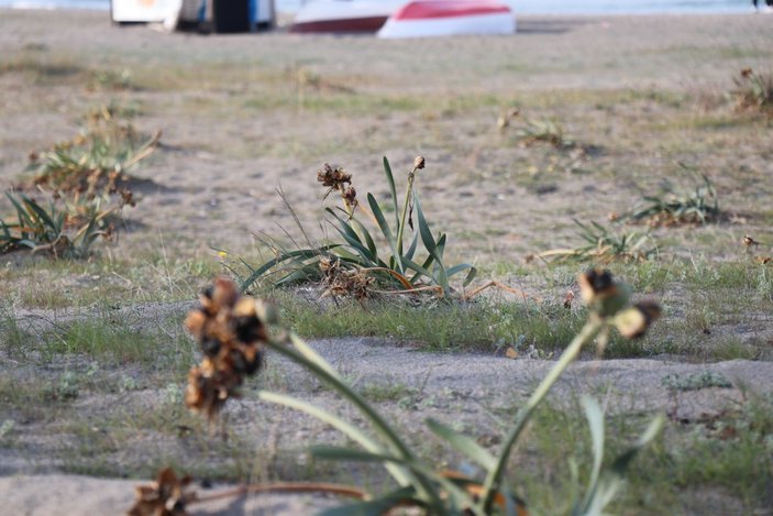 Sakarya'da yetişen Kum Zambağının koparılma cezası 80 bin lira
