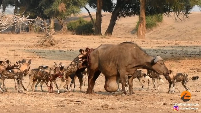 Afrika'daki bufalo, yaban köpeklerine canlı canlı yem oldu