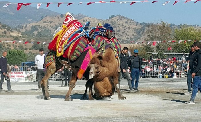 Aydın'da 1 yılın ardından yeniden deve güreşleri başladı