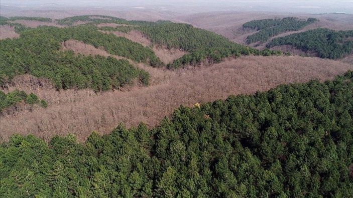 Ormana bitişik parsellerde yapı inşası yasaklandı