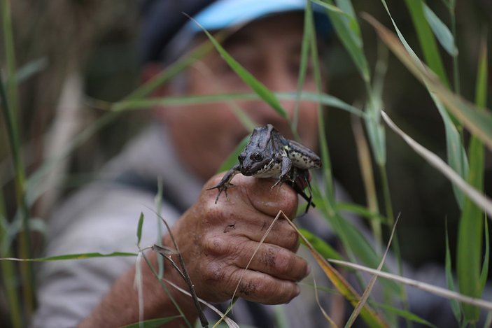 Türkiye'nin farklı kentlerinden toplanan kurbağalar, Avrupa'ya ihraç ediliyor
