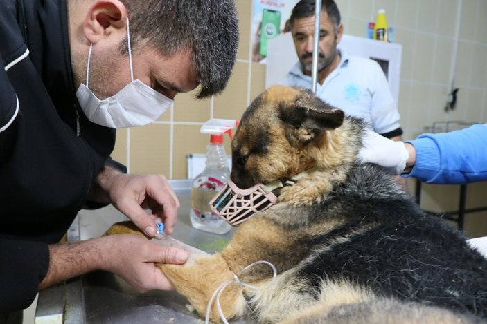 Aksaray'da polis, yaralı köpeği severek acısını dindirmeye çalıştı