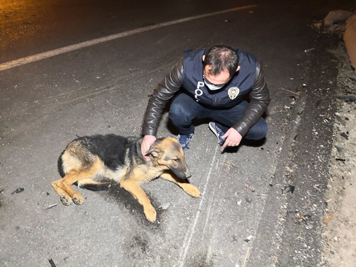 Aksaray'da polis, yaralı köpeği severek acısını dindirmeye çalıştı