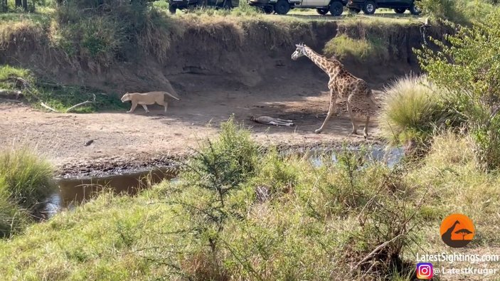 Zürafanın yavrusunu aslandan koruma savaşı kötü sonla bitti