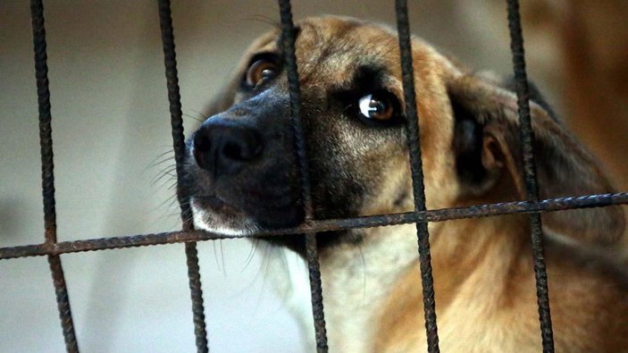 Güney Kore'de köpek eti tüketimi yasaklanabilir