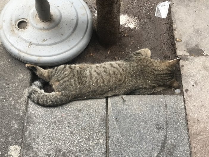 Elazığ'ın göbeğinde 2 grup kurşun yağdırdı