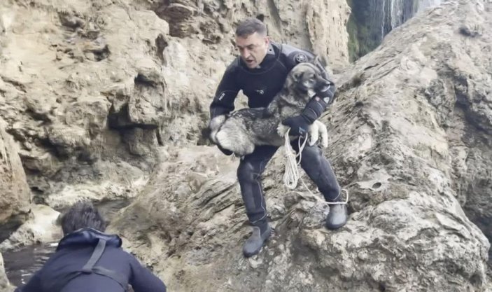 Antalya'da falezlerde mahsur kalan köpeği deniz polisi kurtardı
