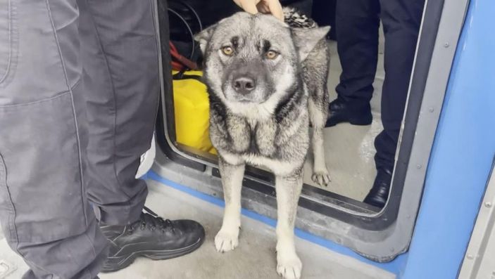 Antalya'da falezlerde mahsur kalan köpeği deniz polisi kurtardı