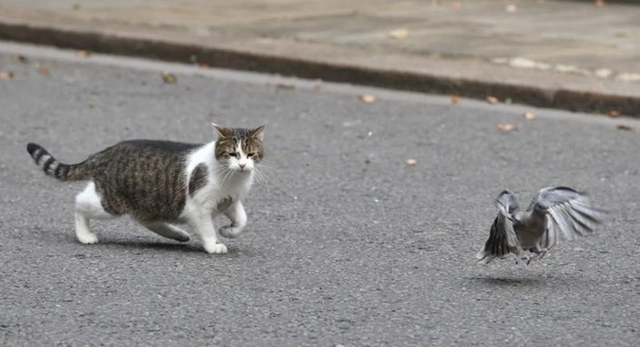 Avustralya'da kedilere sokağa çıkma yasağı