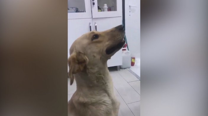 Yaralı köpeği veterinere götüren vatandaşın, iç ısıtan görüntüleri
