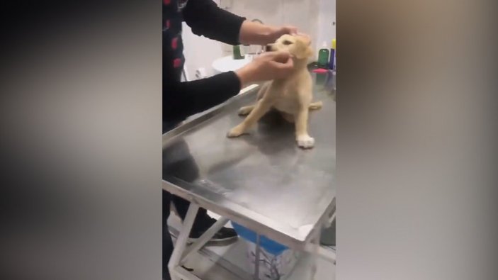 Yaralı köpeği veterinere götüren vatandaşın, iç ısıtan görüntüleri