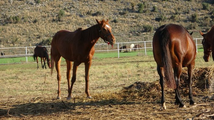 Adana'da servet değerindeki atlar yoğun ilgi görüyor
