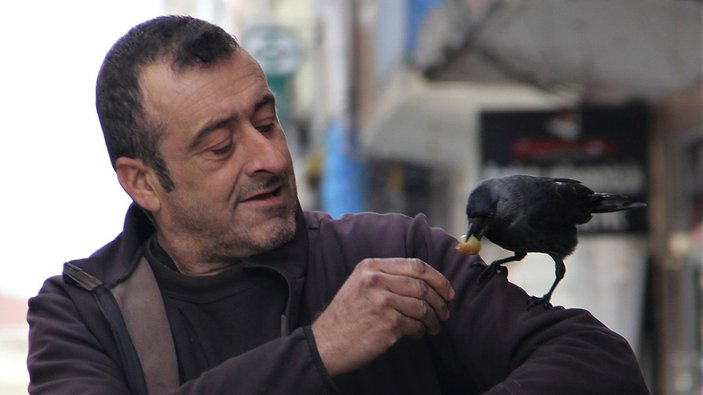Sinop'ta bir karga mahalleli tarafından ilgiyle besleniyor