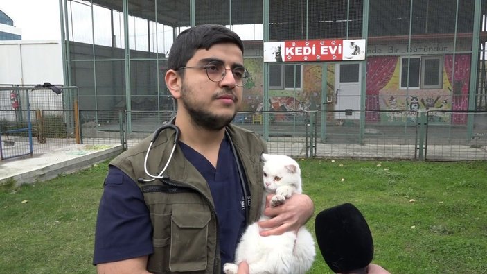 İstanbul’da boşanan çift kedileri paylaşamadı, barınağa bıraktı