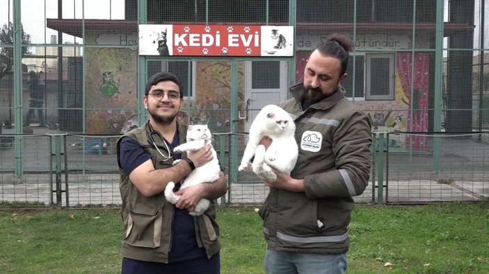 İstanbul’da boşanan çift kedileri paylaşamadı, barınağa bıraktı