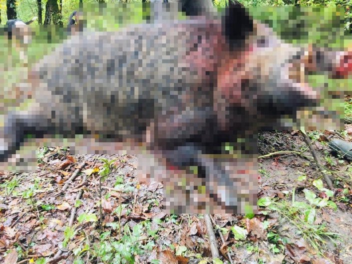 Zonguldak'ta avcılar 400 kiloluk domuzu etkisiz hale getirdi
