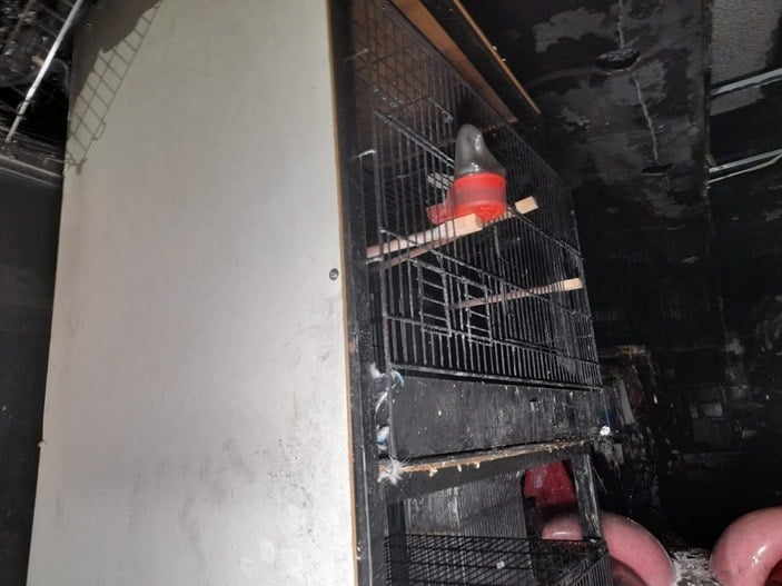 Bayrampaşa'da pet shop'ta çıkan yangında, çok sayıda hayvan öldü