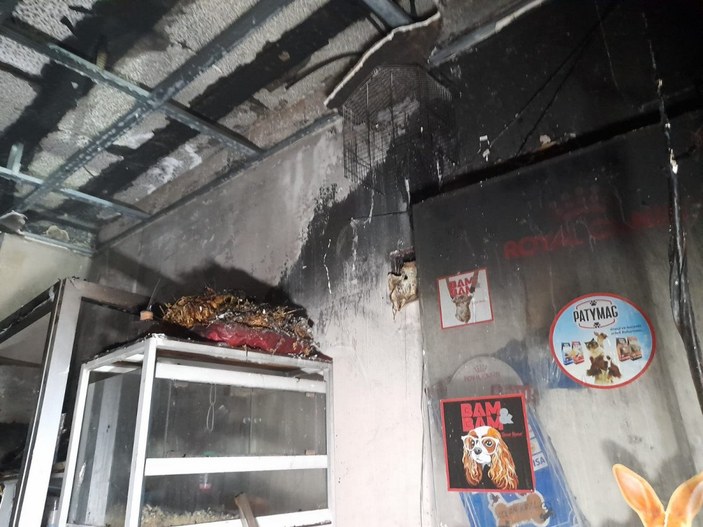 Bayrampaşa'da pet shop'ta çıkan yangında, çok sayıda hayvan öldü