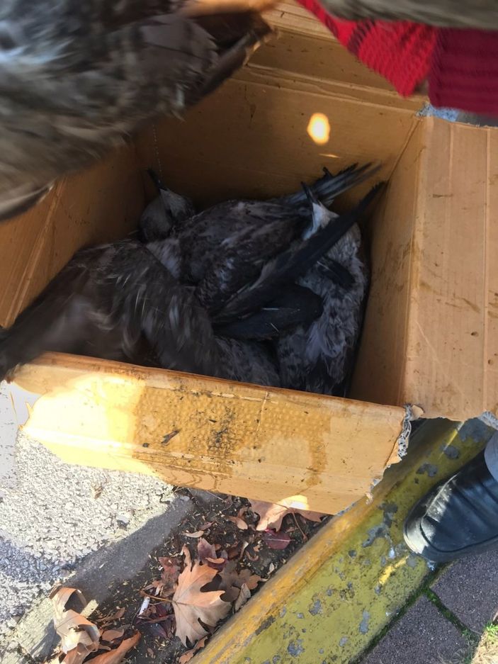 Kocaeli'de tenis kortunu kaplayan filelere takılan martılar telef oldu