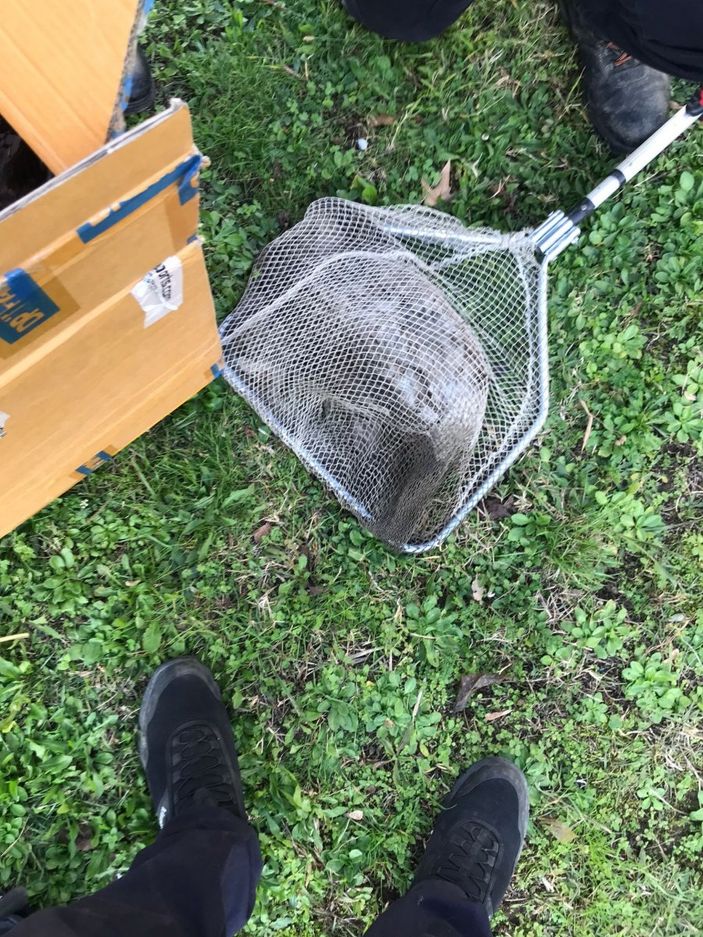 Kocaeli'de tenis kortunu kaplayan filelere takılan martılar telef oldu