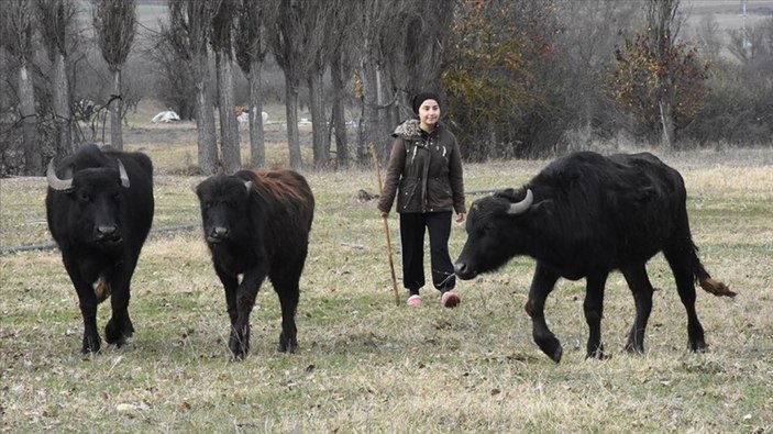 Liseli satranç şampiyonu Melek, hayvancılıkla uğraşan ailesine de destek oluyor