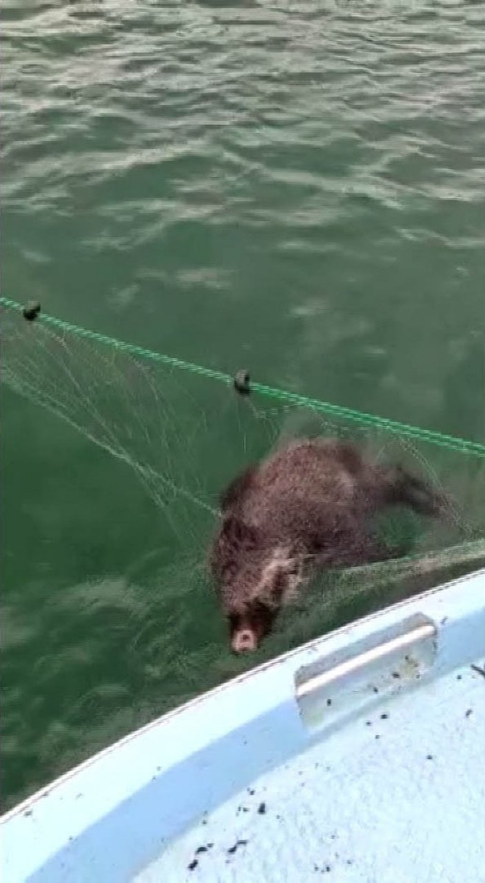 Yozgat'ta balıkçıların ağına domuz takıldı