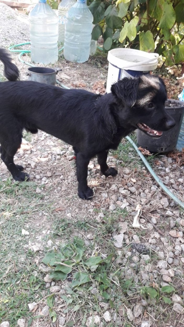 Kadıköy'de veterinerde 'mahsur köpek' krizi