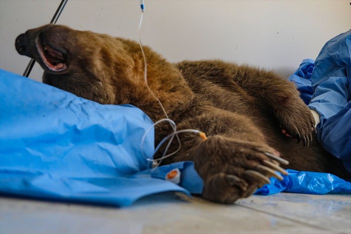 Van'da aracın çarptığı ayı tedaviye alındı