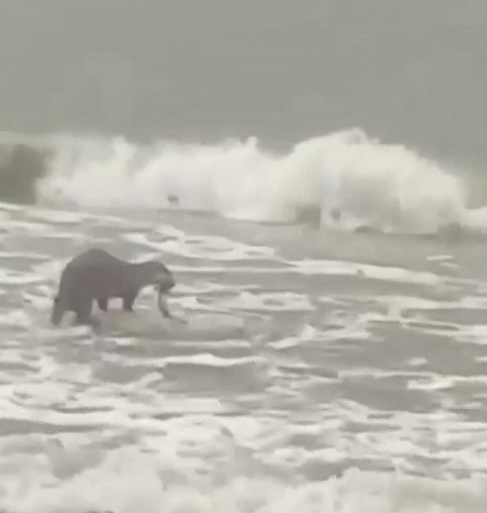 Yalova'da dev dalgalar sahile vurdu, kıyıda su samuru avlandı
