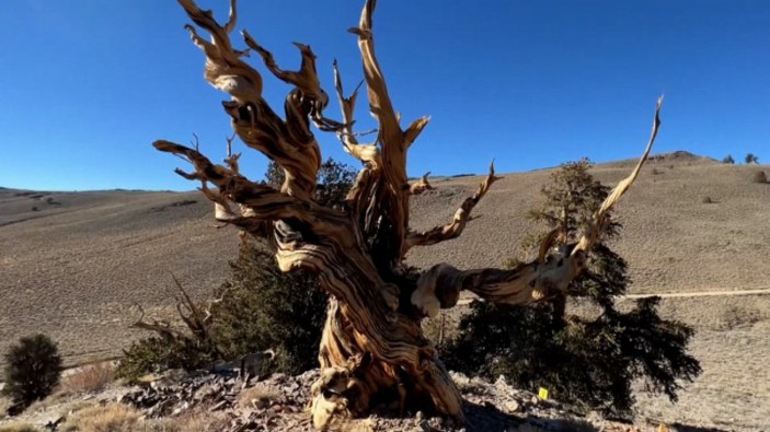 ABD'de 5 bin yıllık çam ağacı korumaya alındı