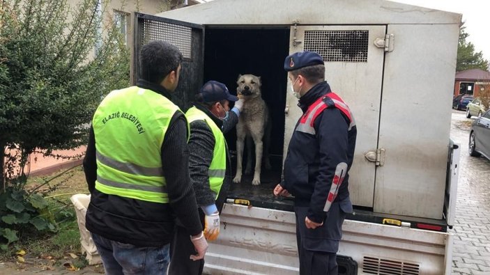 Elazığ’da kamyonetin arkasında sürüklenen köpek, tedavi altına aldı