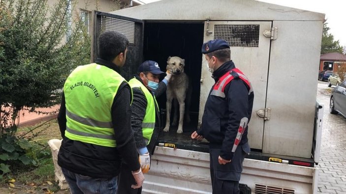 Elazığ’da kamyonetin arkasında sürüklenen köpek, tedavi altına aldı