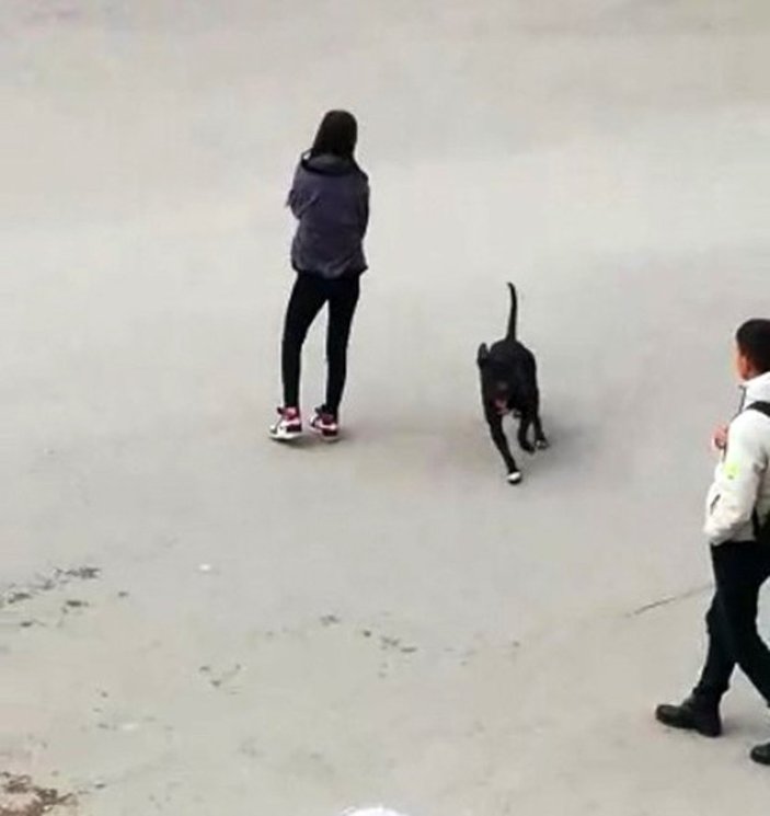 Kocaeli’deki lisede pitbull saldırısı: Öğrenciler köpeği kışkırttı