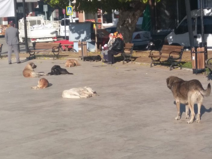 Aydın’da, okula giden çocuğa köpekler saldırdı