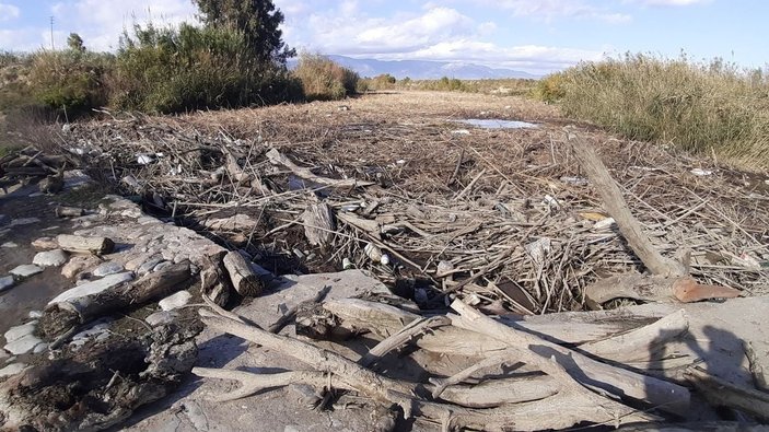 Aydın'daki Büyük Menderes Nehri'nde binlerce balık öldü