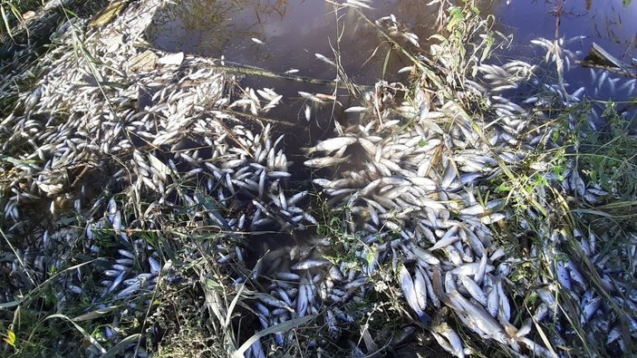 Aydın'daki Büyük Menderes Nehri'nde binlerce balık öldü