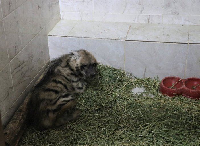 Şanlıurfa'da çizgili sırtlan yavrusu doğaya salındı