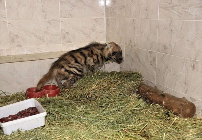 Şanlıurfa'da çizgili sırtlan yavrusu doğaya salındı