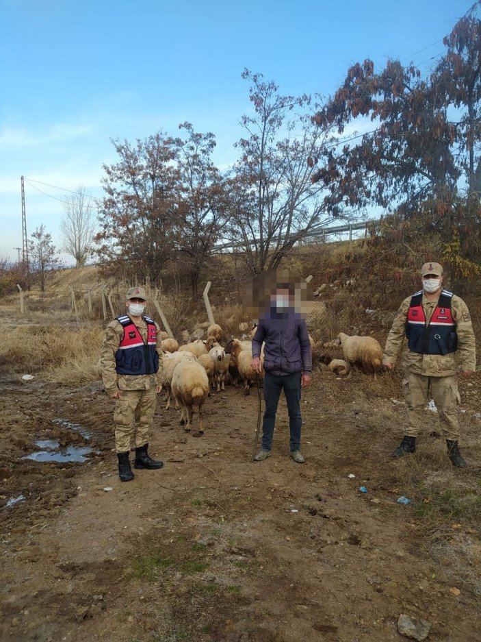 Malatya'da kaybolan 31 koyun, jandarma tarafından bulundu