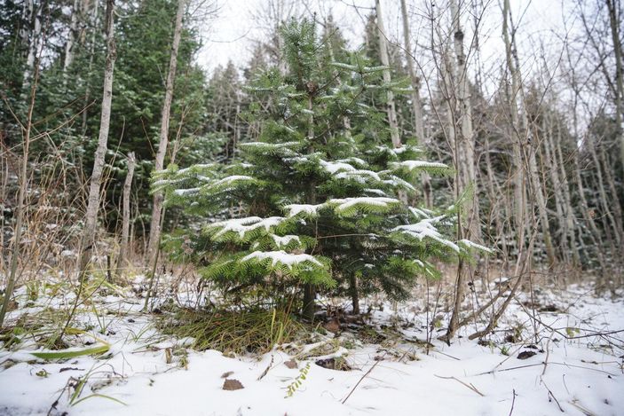 Ankara'da yılbaşı öncesi kaçak ağaç denetimi