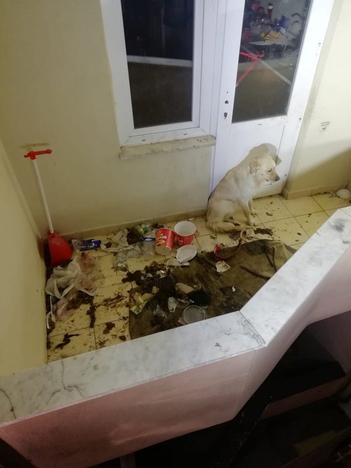 Bolu'da eve günlerce tek bırakılan köpeğin yardımına itfaiye ekipleri yetişti