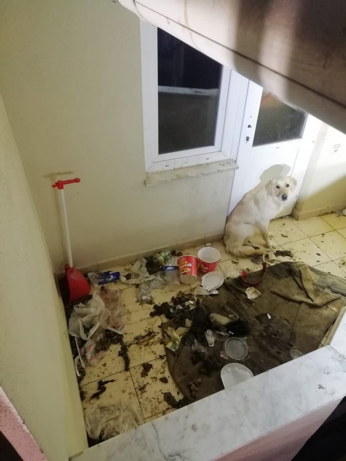 Bolu'da eve günlerce tek bırakılan köpeğin yardımına itfaiye ekipleri yetişti