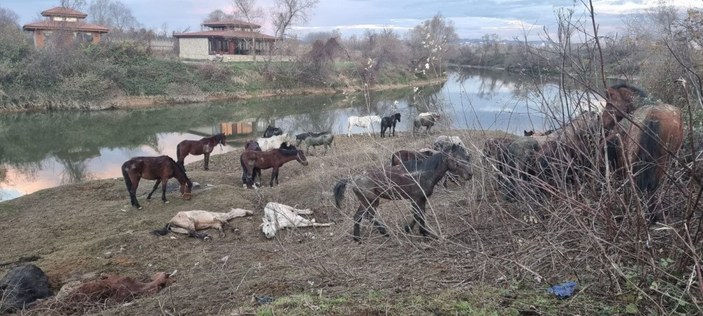 Sakarya'da kesilmek üzere farklı illerden getirilen 40 at kurtarıldı