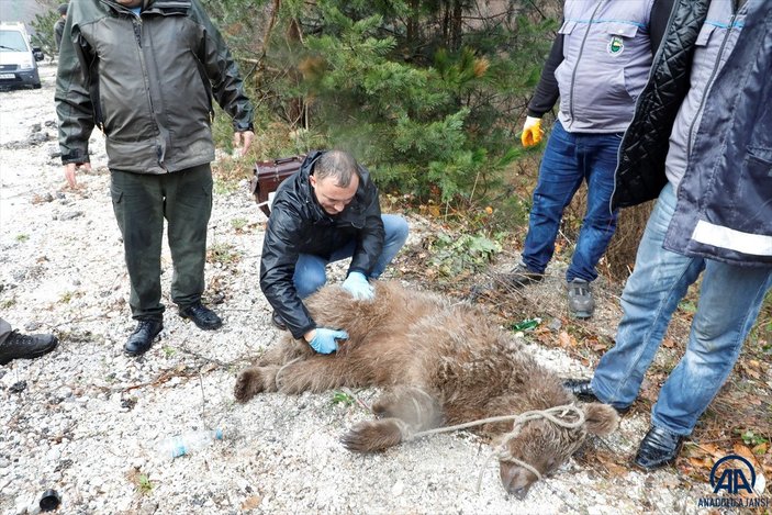 Bursa'da yaralı ayı yavrusu uzun uğraşlarla kurtarıldı