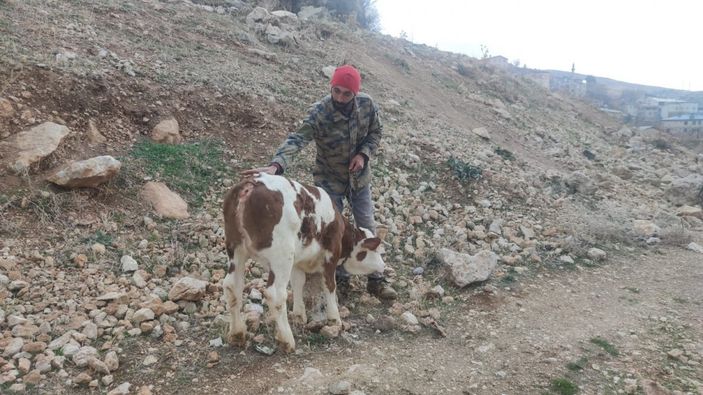 Tunceli'de kuyruksuz buzağı görenleri şaşırttı