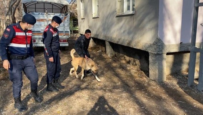 Kahramanmaraş'ta köpek dövüştürenler yakalandı