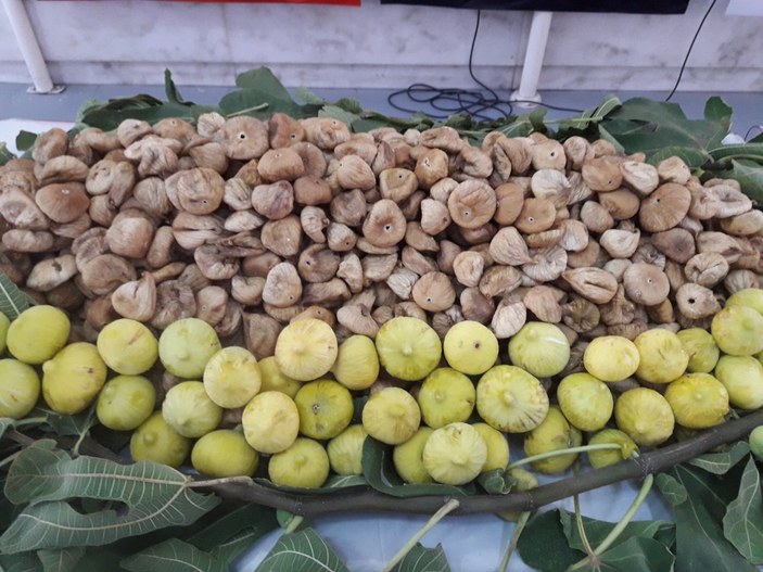 Aydın'da sıcak havadan etkilenen incir üreticisine ödeme yapılacak